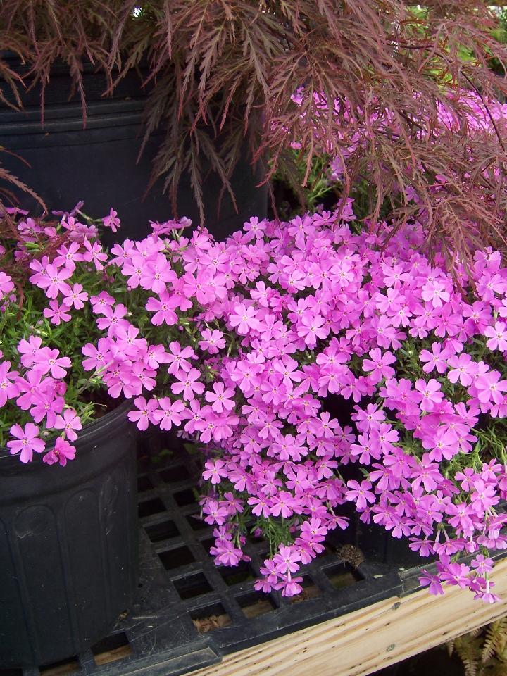 Emerald Pink Creeping Phlox (Phlox subulata 'Emerald Pink') - image 2