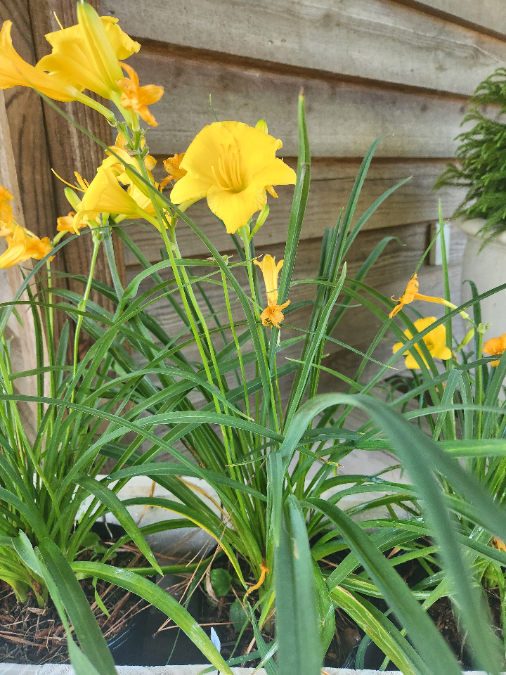 Stella de Oro Daylily | Hemerocallis 'Stella de Oro' - image 2