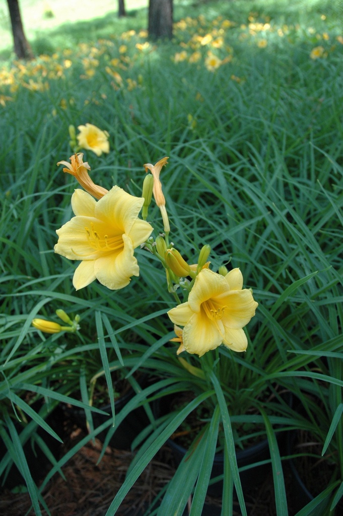 Stella de Oro Daylily | Hemerocallis 'Stella de Oro' - image 3