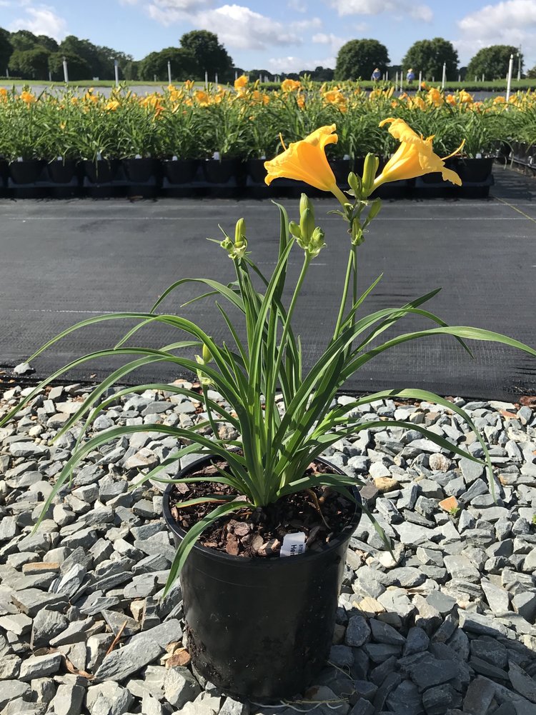 Stella de Oro Daylily | Hemerocallis 'Stella de Oro' - image 4