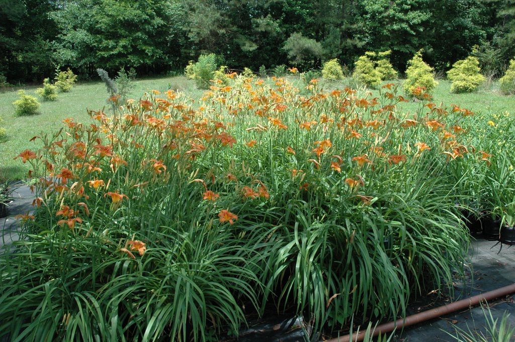 Fulva Daylily (Ditch Lily) – Hemerocallis fulva - image 2
