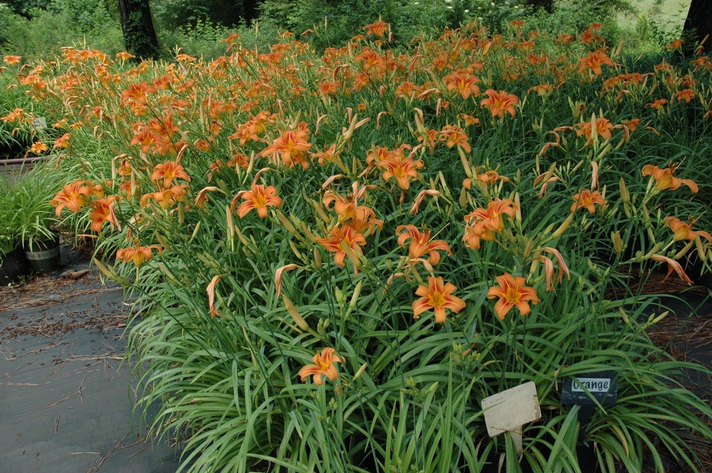 Fulva Daylily (Ditch Lily) – Hemerocallis fulva - image 3