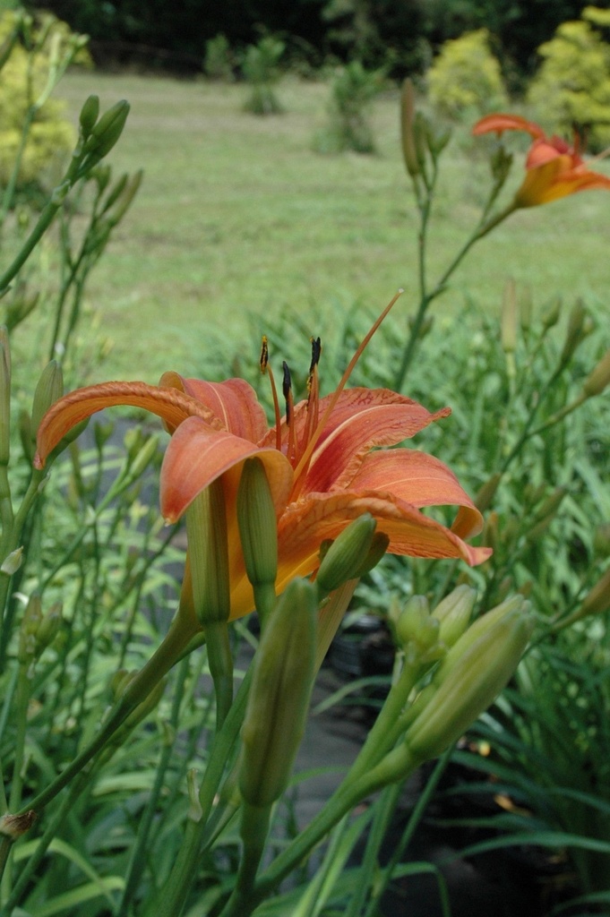 Fulva Daylily (Ditch Lily) – Hemerocallis fulva - image 4