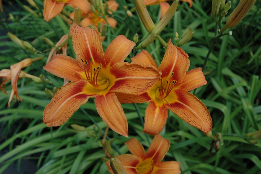 Fulva Daylily (Ditch Lily) – Hemerocallis fulva - image 5
