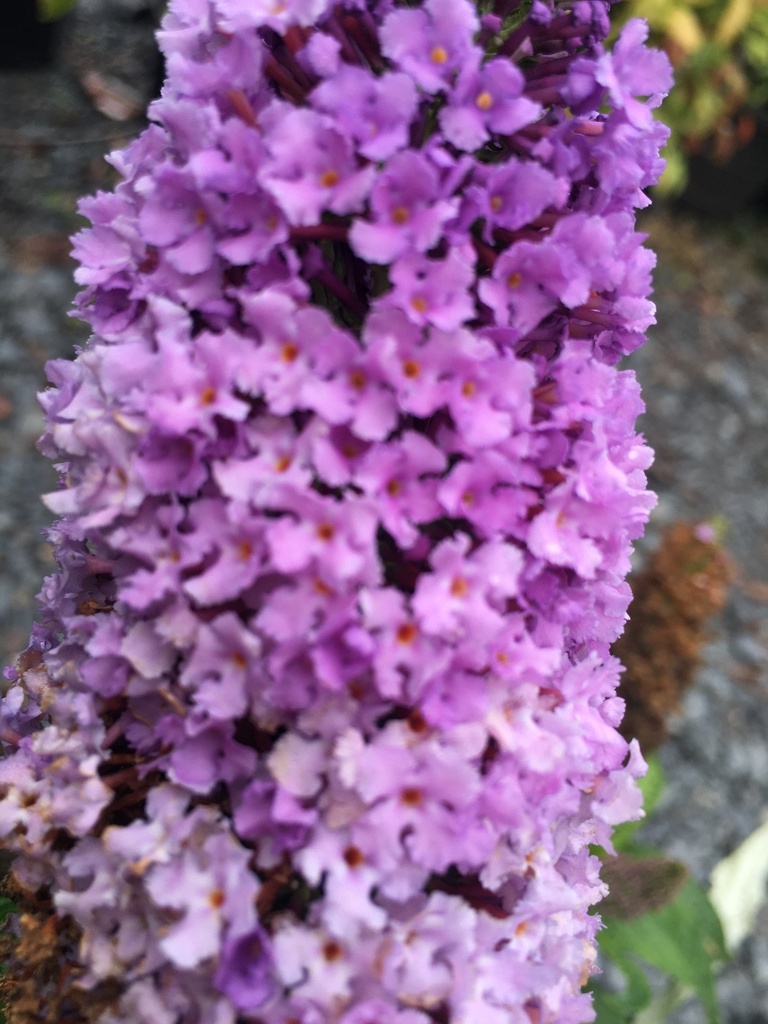 Pugster Amethyst Butterfly Bush - Compact Dwarf Buddleia - image 2