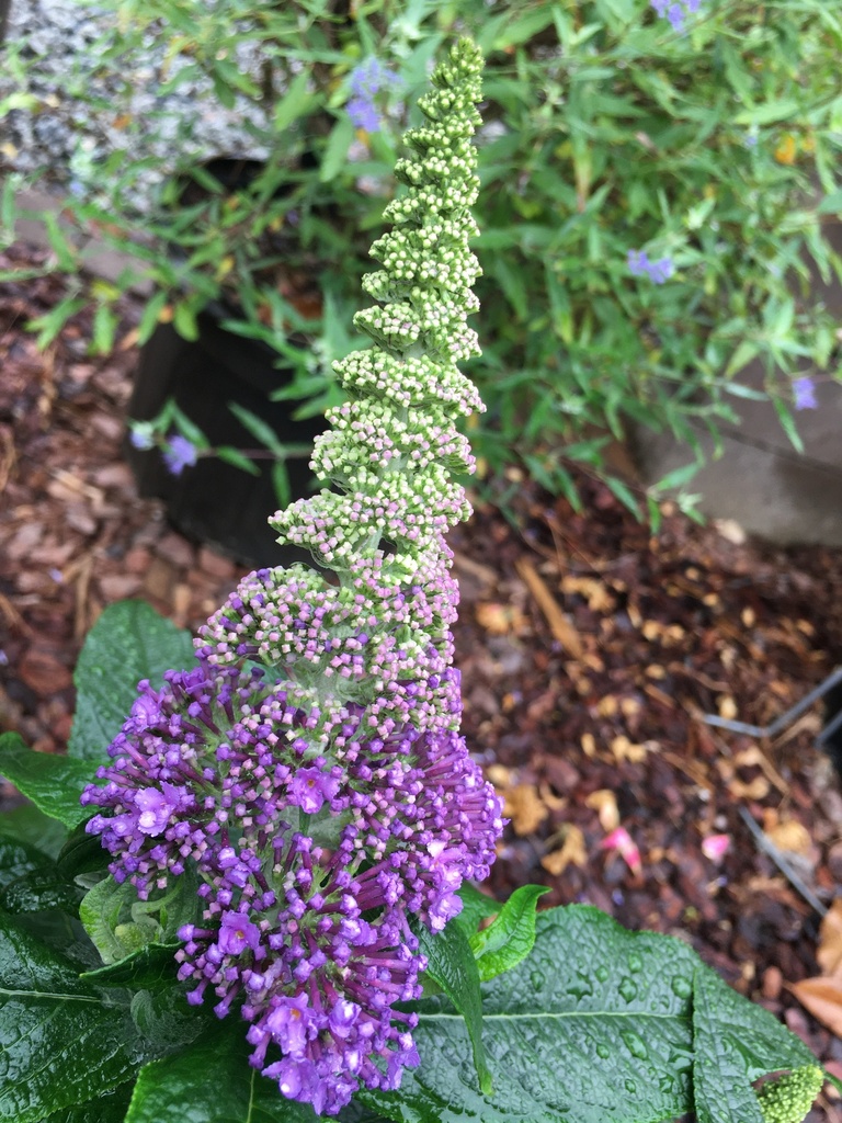 Pugster Amethyst Butterfly Bush - Compact Dwarf Buddleia - image 4