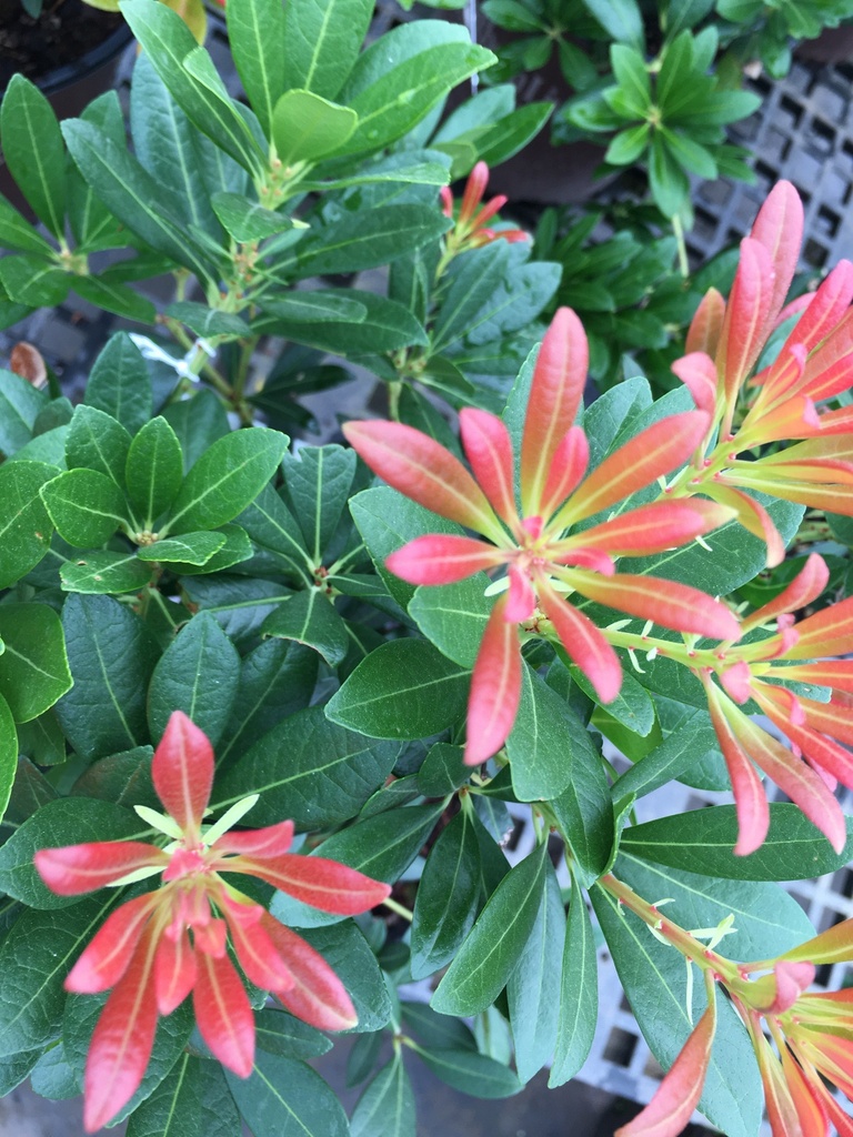 Mountain Snow Pieris | Heat Tolerant Evergreen Shrub - image 2