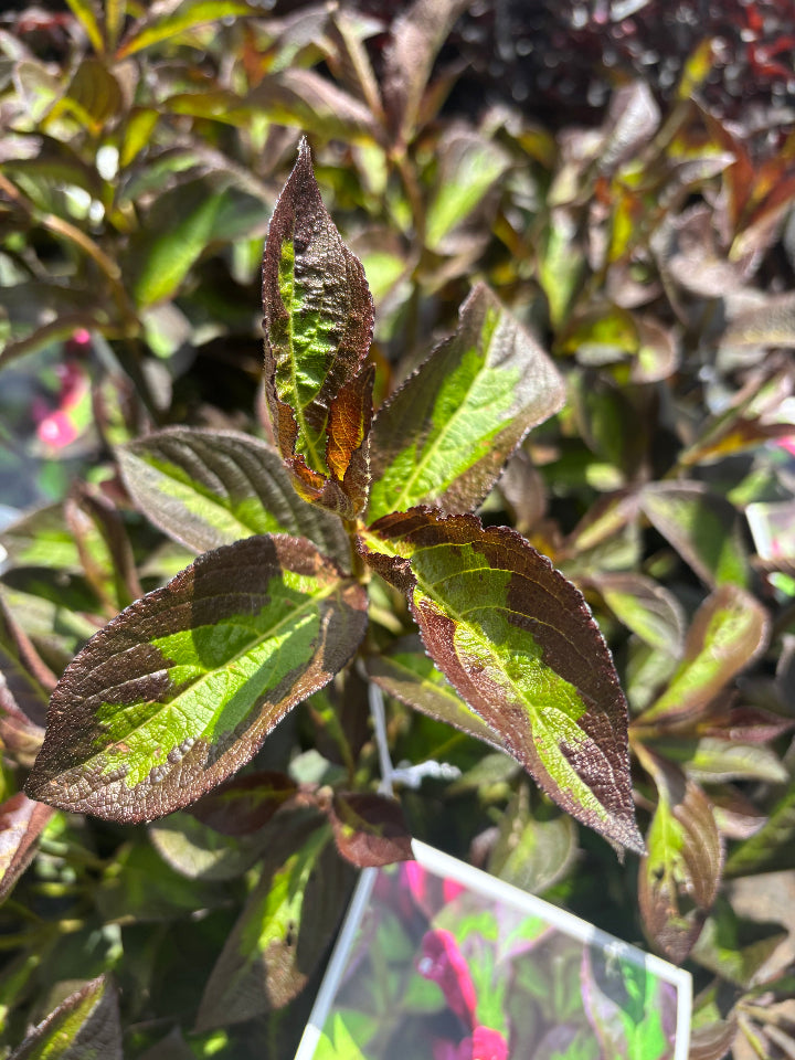 Vinho Verde Weigela - Lime & Black Foliage Flowering Shrub - image 2