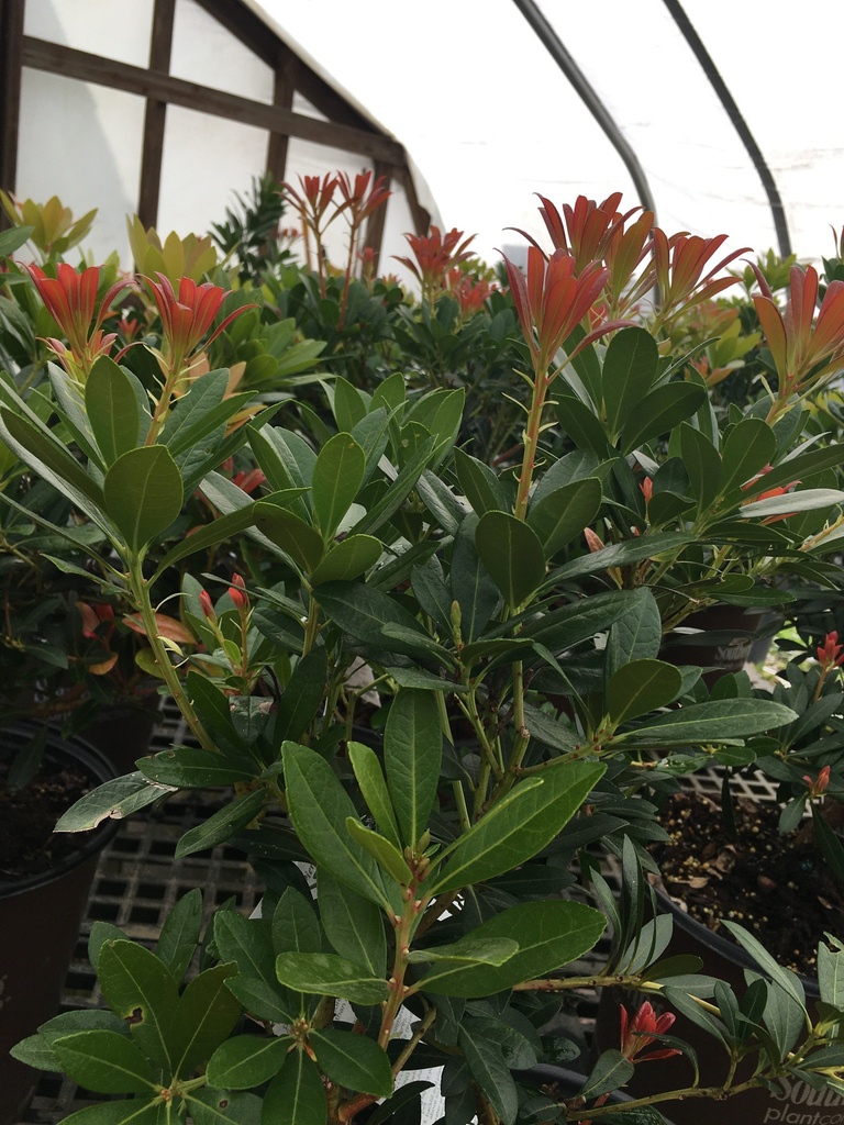 Mountain Snow Pieris | Heat Tolerant Evergreen Shrub - image 3