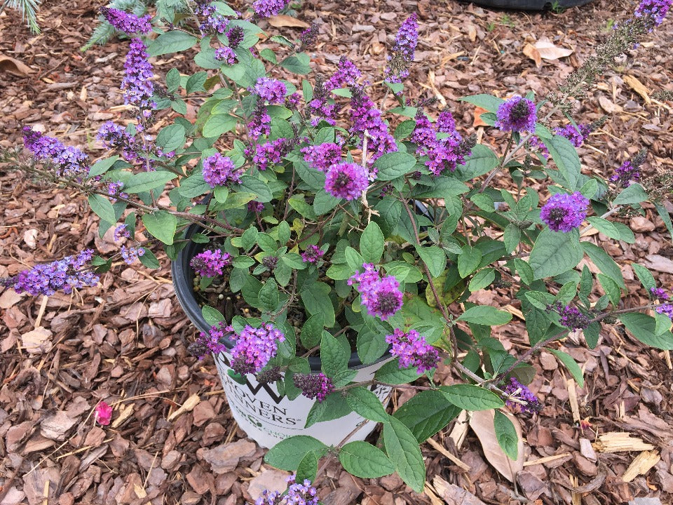 Blue Chip Jr. Dwarf Butterfly Bush - image 2