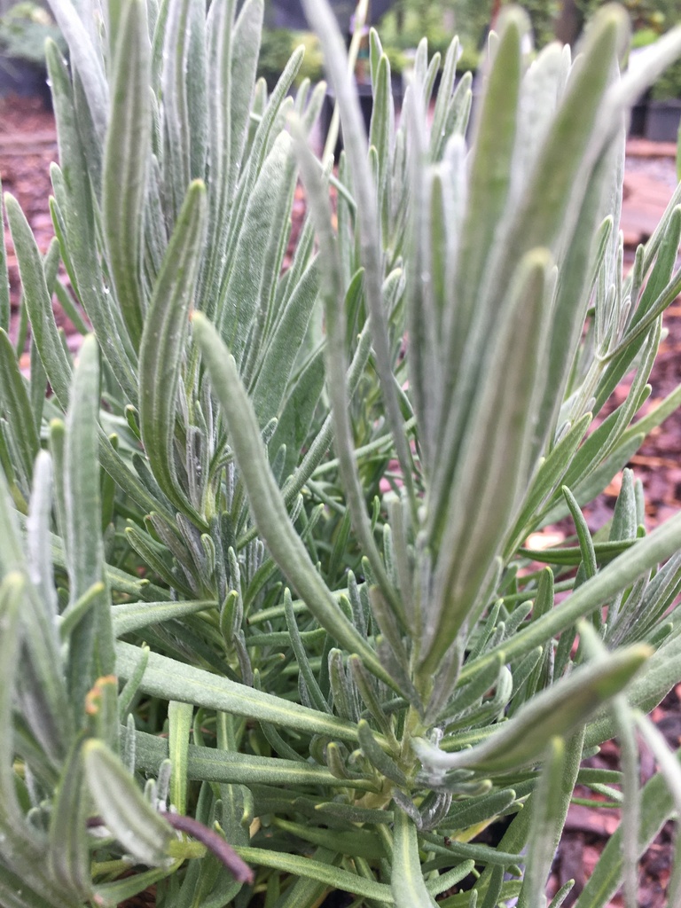 Phenomenal Lavender | Lavandula x intermedia - image 2