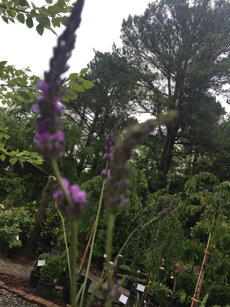 Phenomenal Lavender | Lavandula x intermedia - image 3