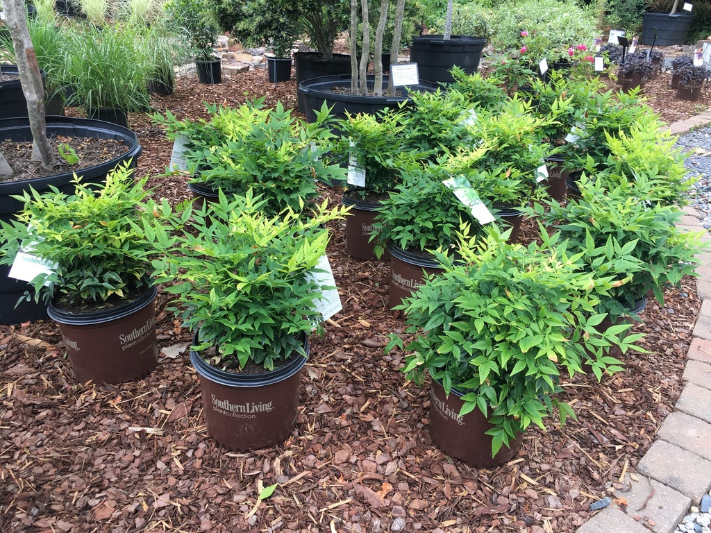 Lemon Lime Nandina - Nandina domestica 'Lemon-Lime' - image 2