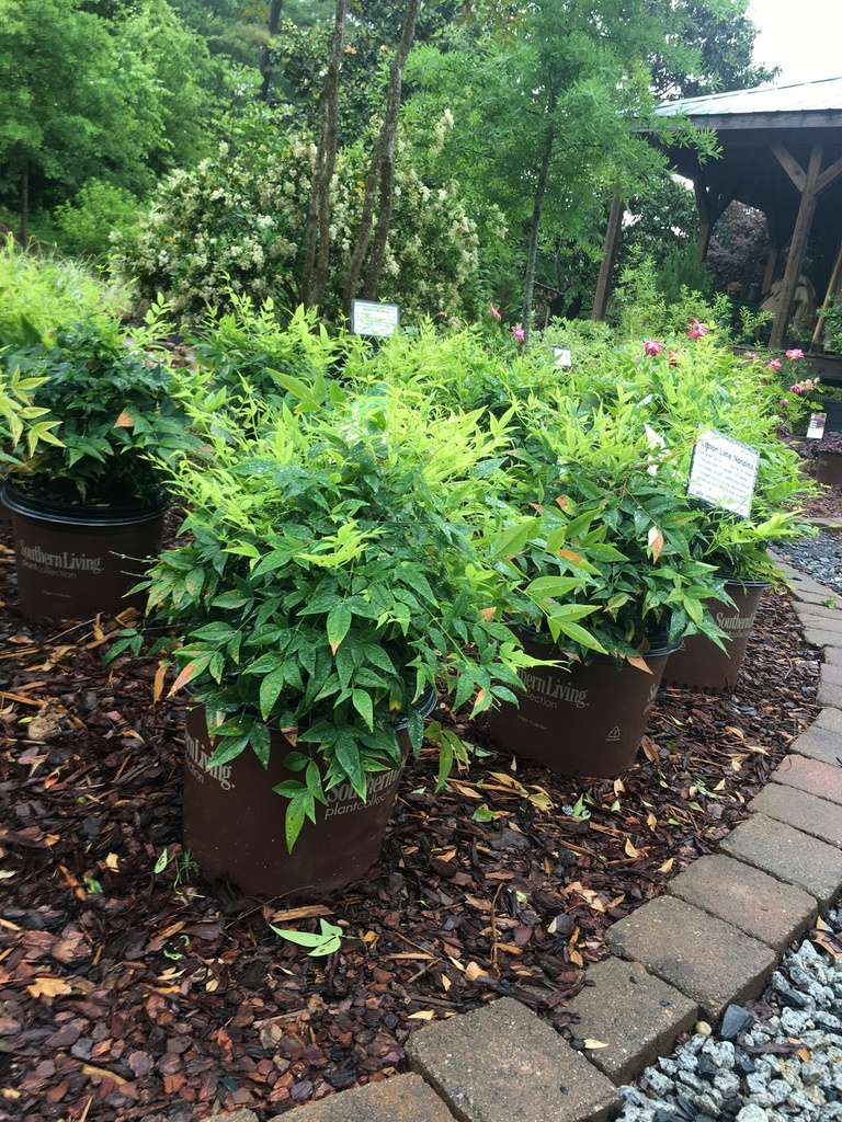 Lemon Lime Nandina - Nandina domestica 'Lemon-Lime' - image 3