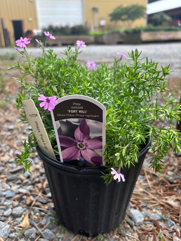 Fort Hill Creeping Phlox | Phlox subulata 'Fort Hill' - image 2