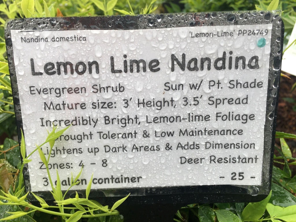 Lemon Lime Nandina - Nandina domestica 'Lemon-Lime' - image 4