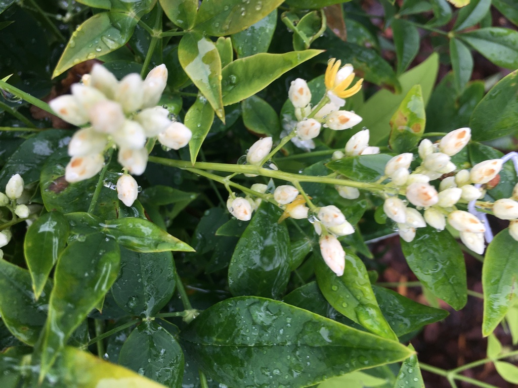 Lemon Lime Nandina - Nandina domestica 'Lemon-Lime' - image 5