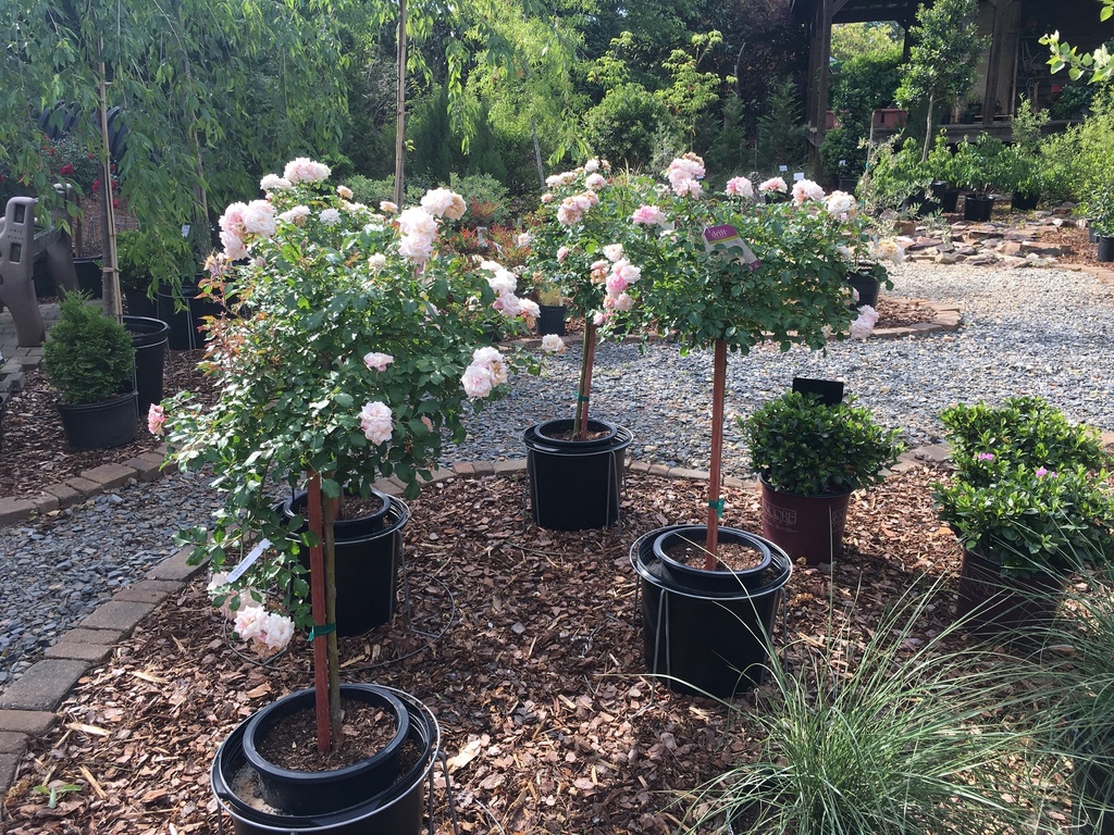 White Drift Rose | Double White Blooms Spring to Frost - image 2