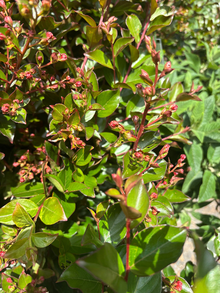 My Fair Myrtle Crape Myrtle - Deep Pink Reblooming Dwarf - image 2