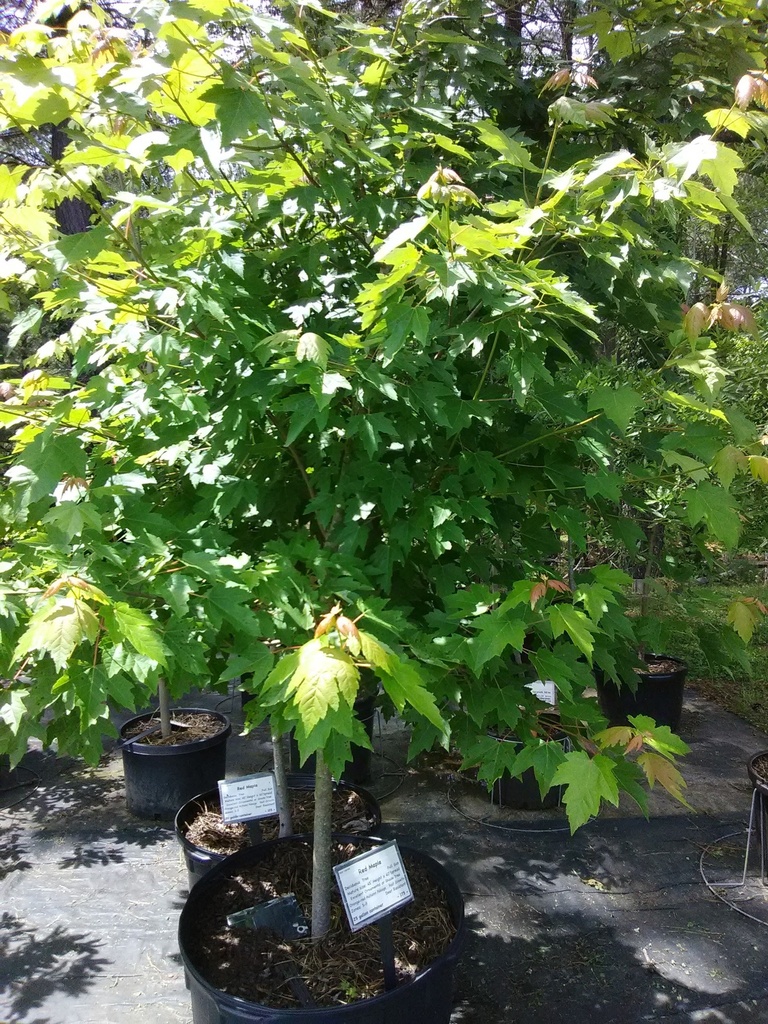 Sun Valley Red Maple - Acer rubrum 'Sun Valley' - image 2