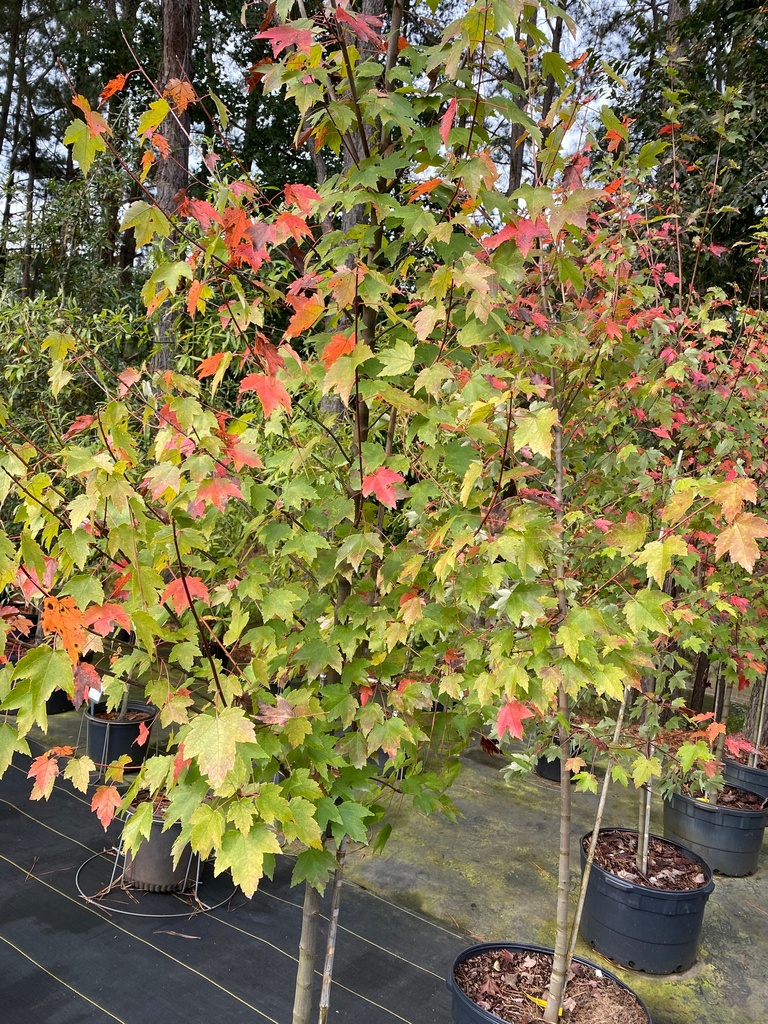 Sun Valley Red Maple - Acer rubrum 'Sun Valley' - image 4