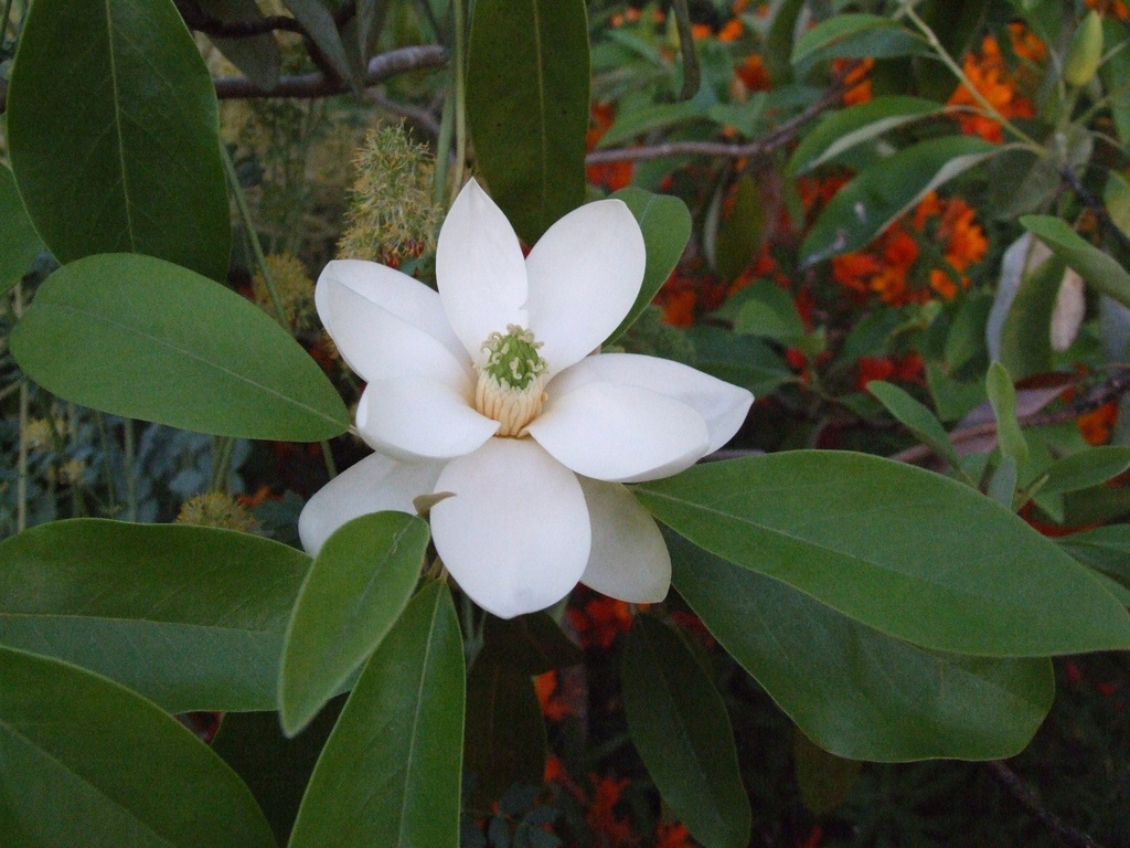 Moonglow Sweetbay Magnolia - Magnolia virginiana 'Jim Wilson' - image 2