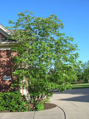 Moonglow Sweetbay Magnolia - Magnolia virginiana 'Jim Wilson' - image 3