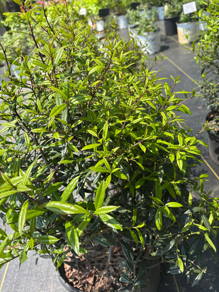 Nasa Holly - Ilex x attenuata 'Nasa' Evergreen - image 2