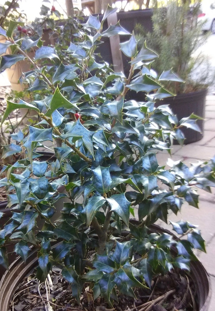 Dragon Lady Holly (Ilex × aquipernyi 'Meschick') - image 2