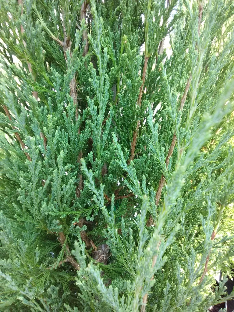 Taylor Juniper (Juniperus virginiana 'Taylor') - image 2