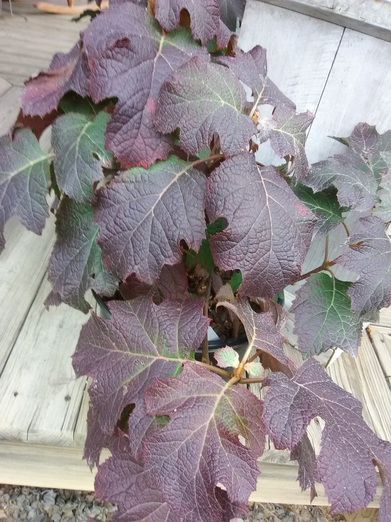 Ruby Slippers Oakleaf Hydrangea - image 2