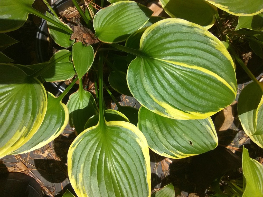 Albo Marginata Variegated Hosta - image 2