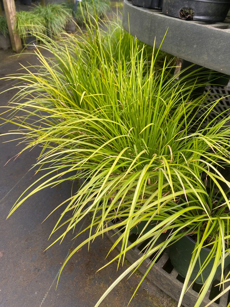 Variegated Sweet Flag (Acorus gramineus 'Oborozuki') - image 2