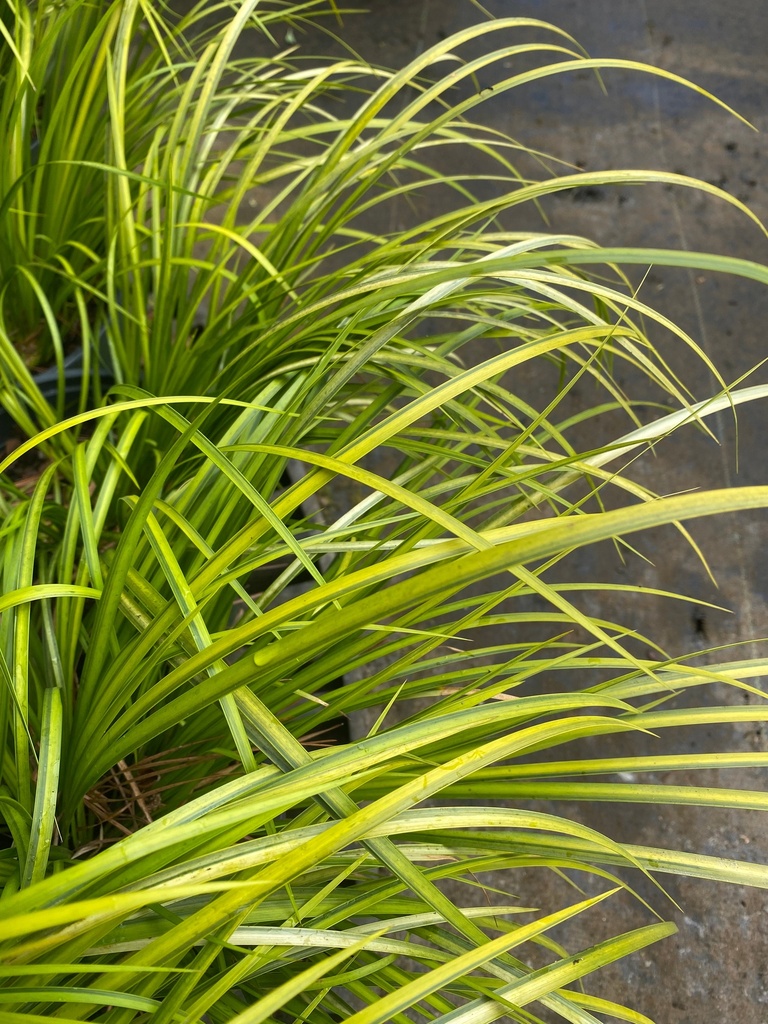 Variegated Sweet Flag (Acorus gramineus 'Oborozuki') - image 3