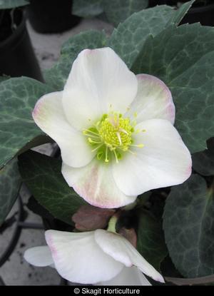 Spring Party Lenten Rose (Helleborus HGC 'Spring Party') - image 2