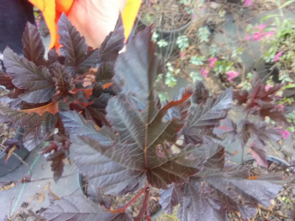 Petite Plum Ninebark (Physocarpus opulifolius 'POIPD2') - image 2