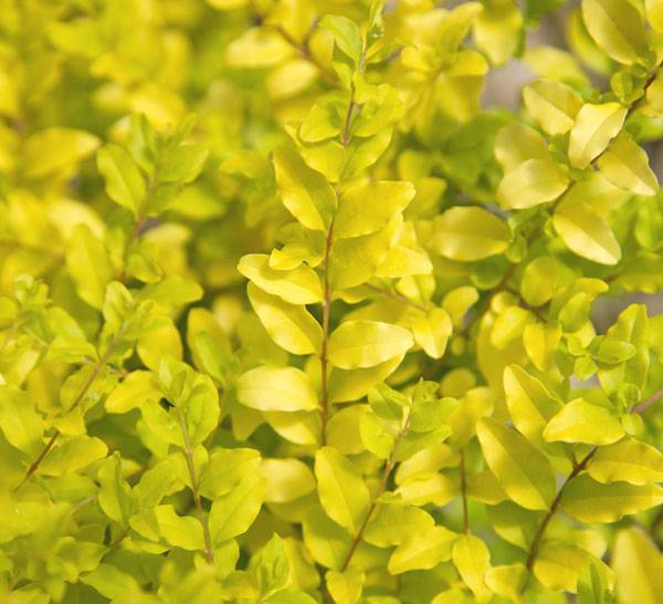 Sunshine Ligustrum - Golden Evergreen Shrub - image 2