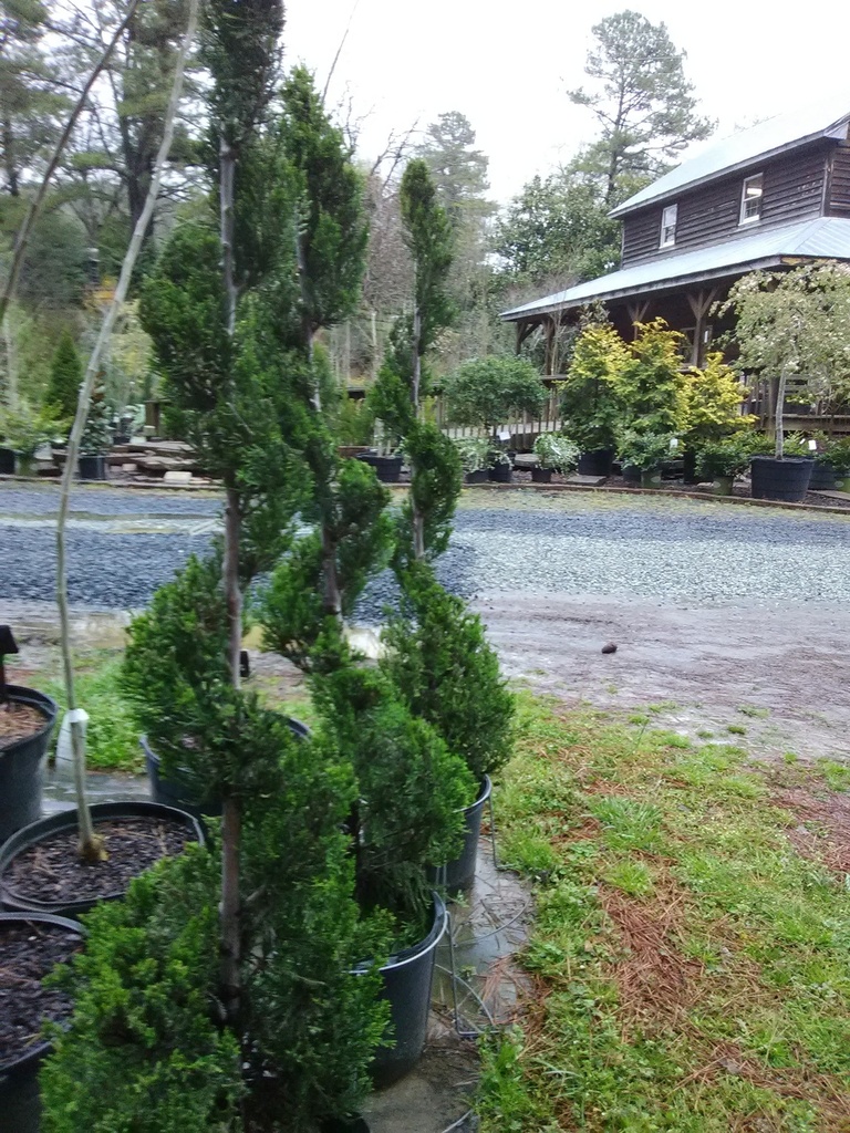 Hetz Juniper Spiral Topiary | Juniperus chinensis 'Hetzii' - image 2