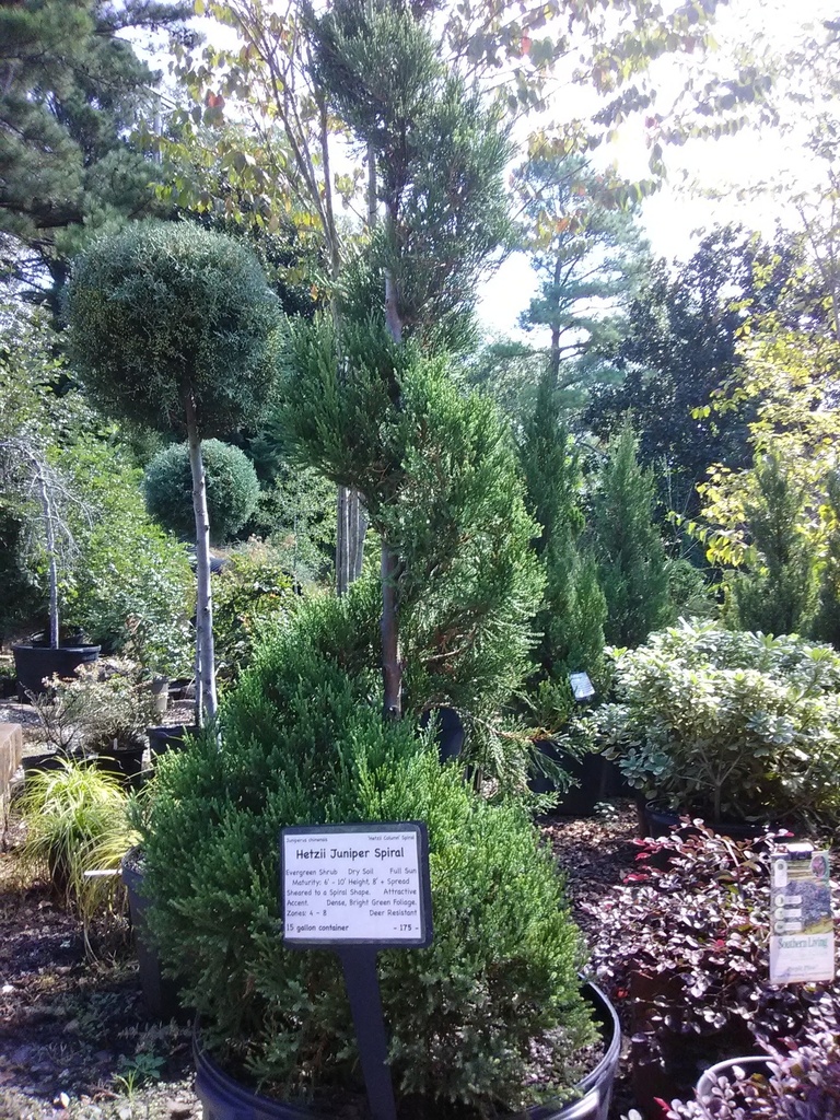 Hetz Juniper Spiral Topiary | Juniperus chinensis 'Hetzii' - image 3