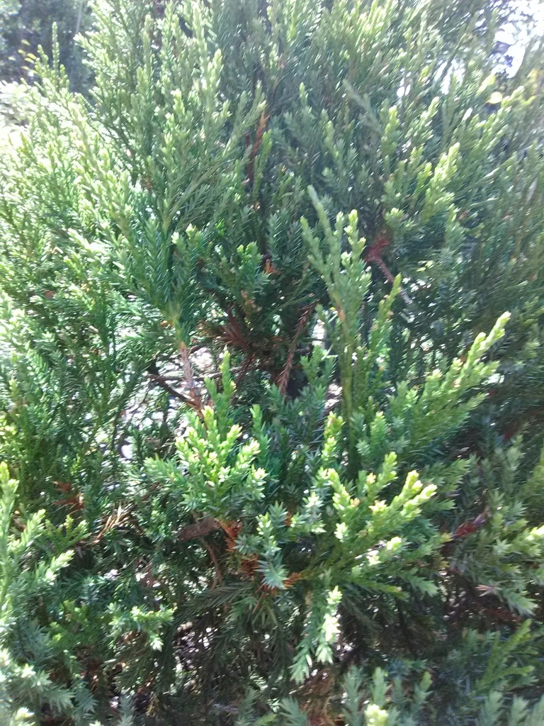 Hetz Juniper Spiral Topiary | Juniperus chinensis 'Hetzii' - image 4