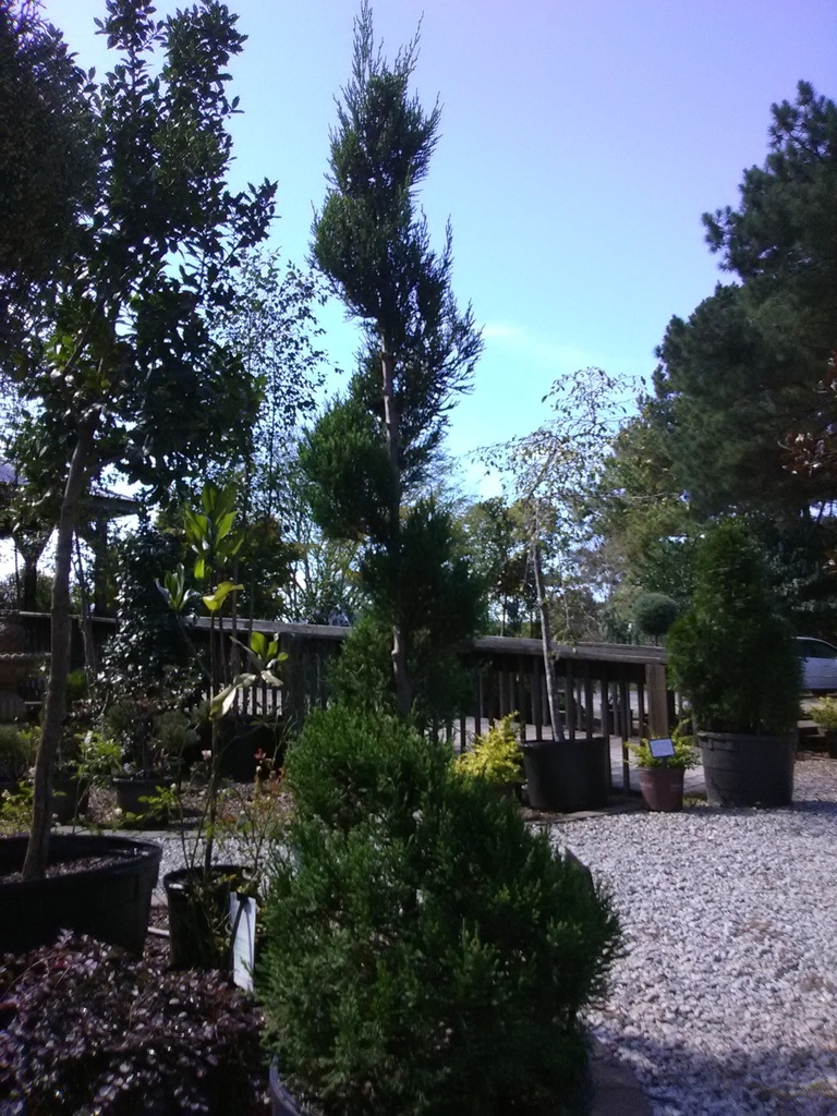 Hetz Juniper Spiral Topiary | Juniperus chinensis 'Hetzii' - image 5
