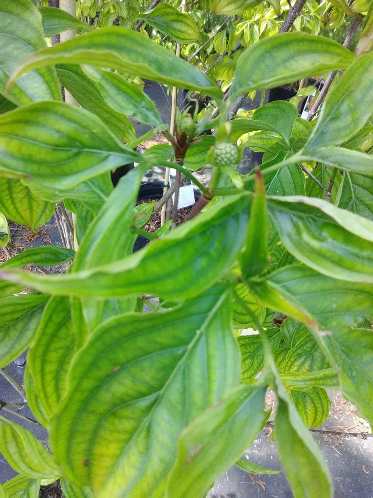 Scarlet Fire Pink Kousa Dogwood - image 2