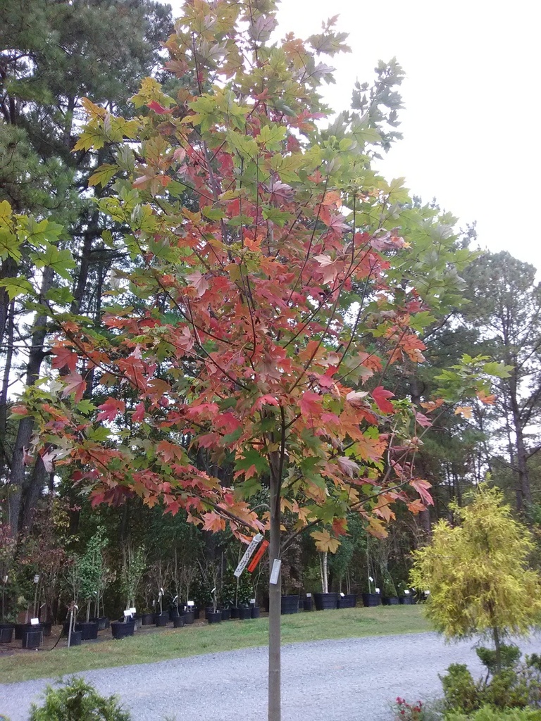 Autumn Blaze Maple - Fast-Growing Shade Tree - image 2