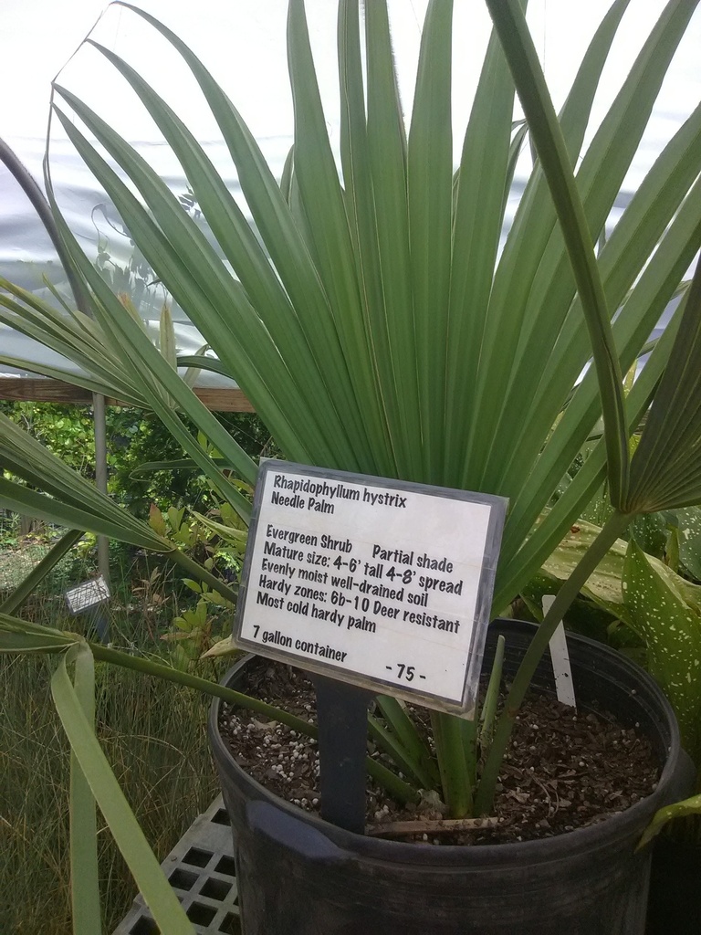Needle Palm - Cold Hardy Evergreen Palm (Rhapidophyllum hystrix) - image 2