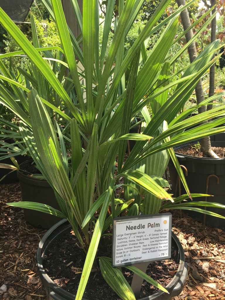 Needle Palm - Cold Hardy Evergreen Palm (Rhapidophyllum hystrix) - image 3