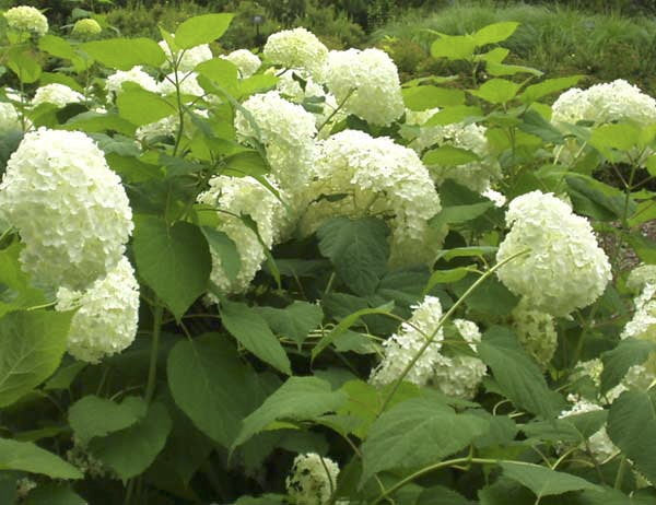 Pee Wee Dwarf Oakleaf Hydrangea - image 2
