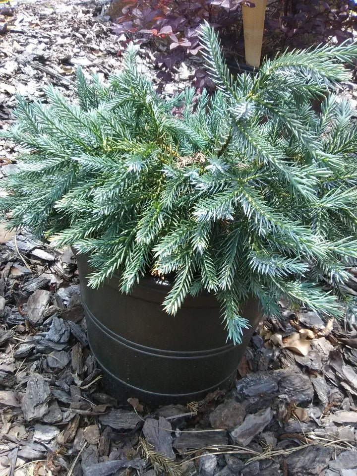 Blue Star Juniper – Compact Blue-Silver Evergreen Shrub - image 2