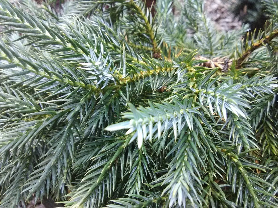 Blue Star Juniper – Compact Blue-Silver Evergreen Shrub - image 3