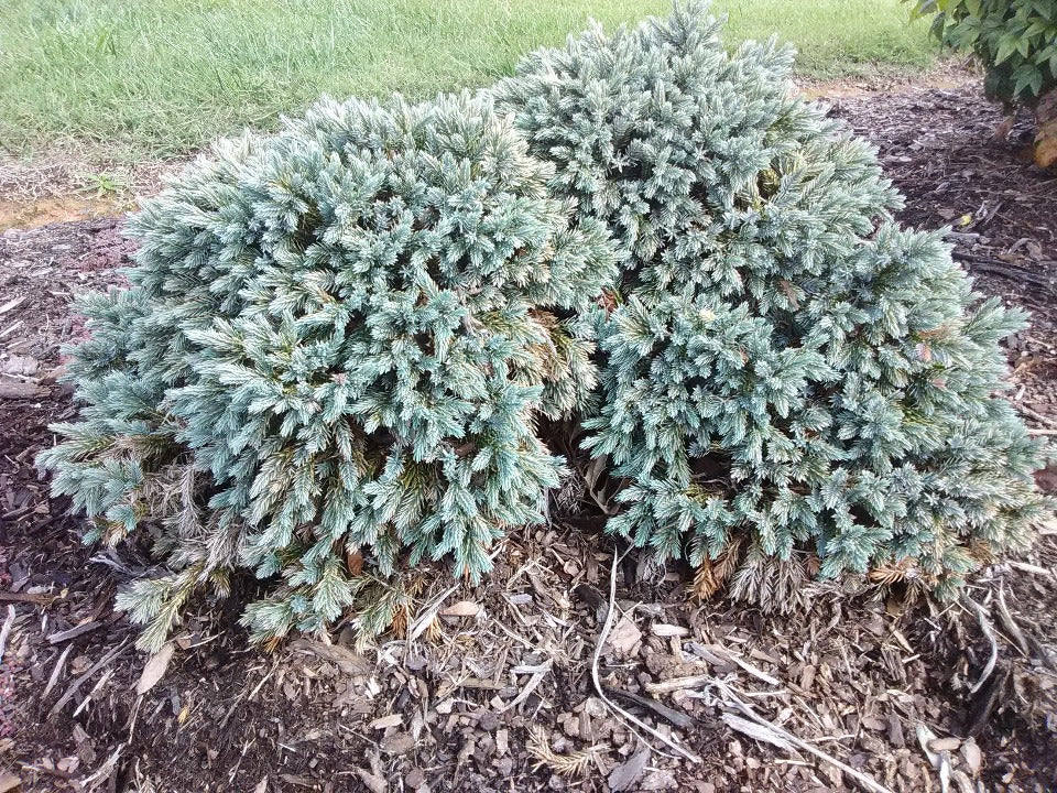 Blue Star Juniper – Compact Blue-Silver Evergreen Shrub - image 4