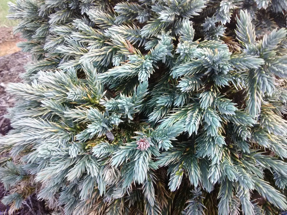 Blue Star Juniper – Compact Blue-Silver Evergreen Shrub - image 5